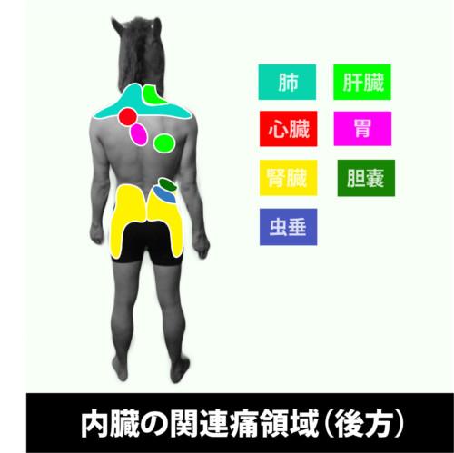 内臓の関連痛領域（後方）