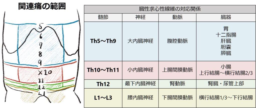 関連痛の範囲・脊髄節対応表