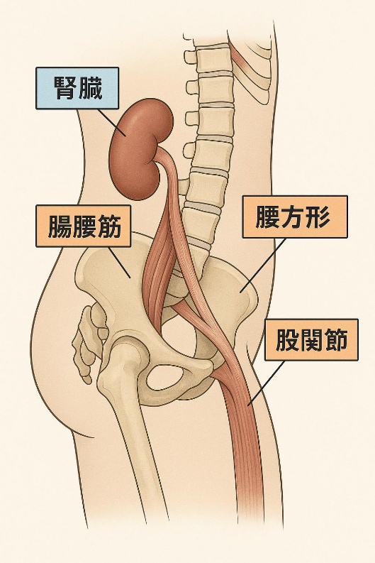 腎臓・腸腰筋・腰方形・股関節