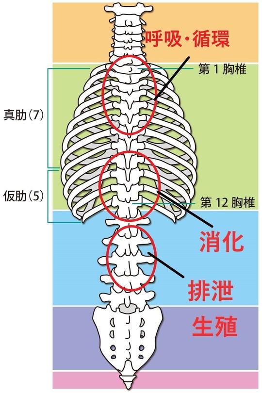 脊椎ゾーンと臓器の対応