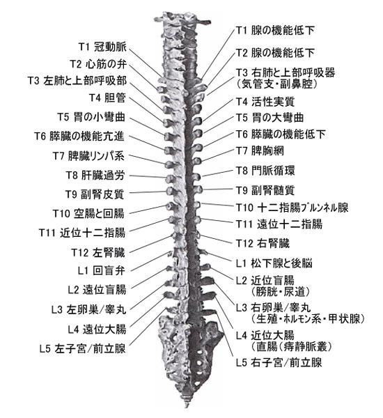 椎骨ごとの臓器対応詳細