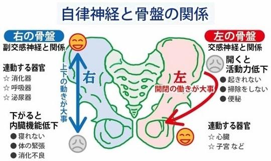 自律神経と骨盤の関係