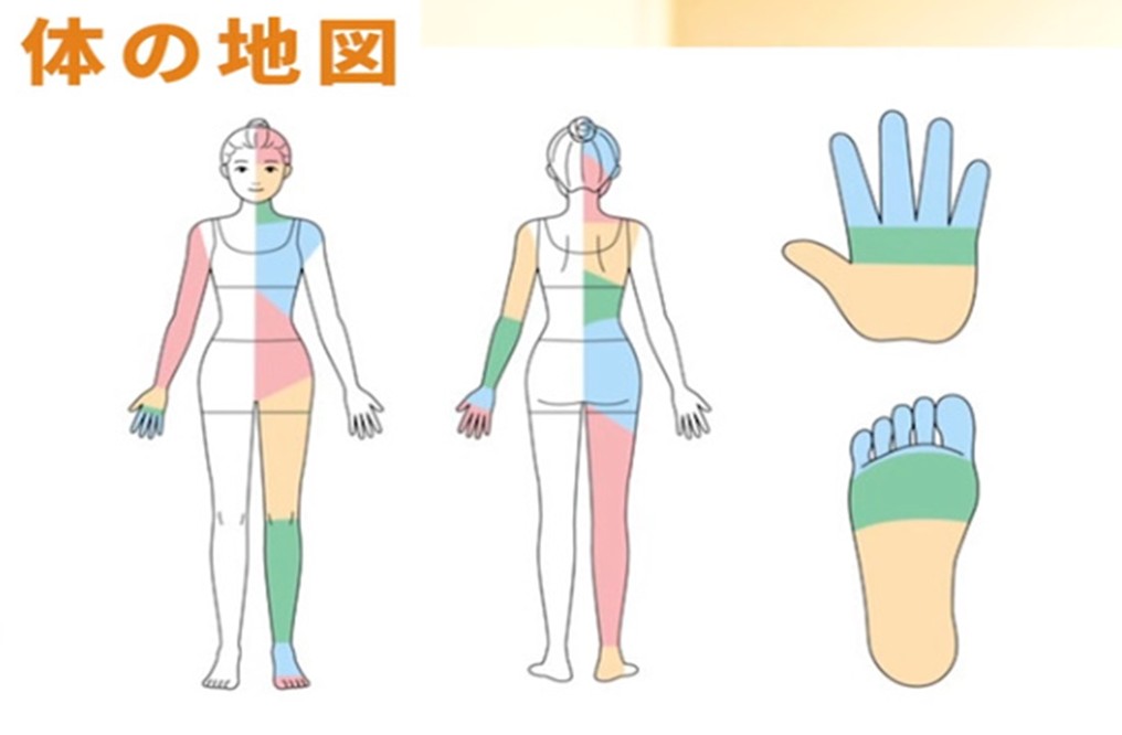 体の地図